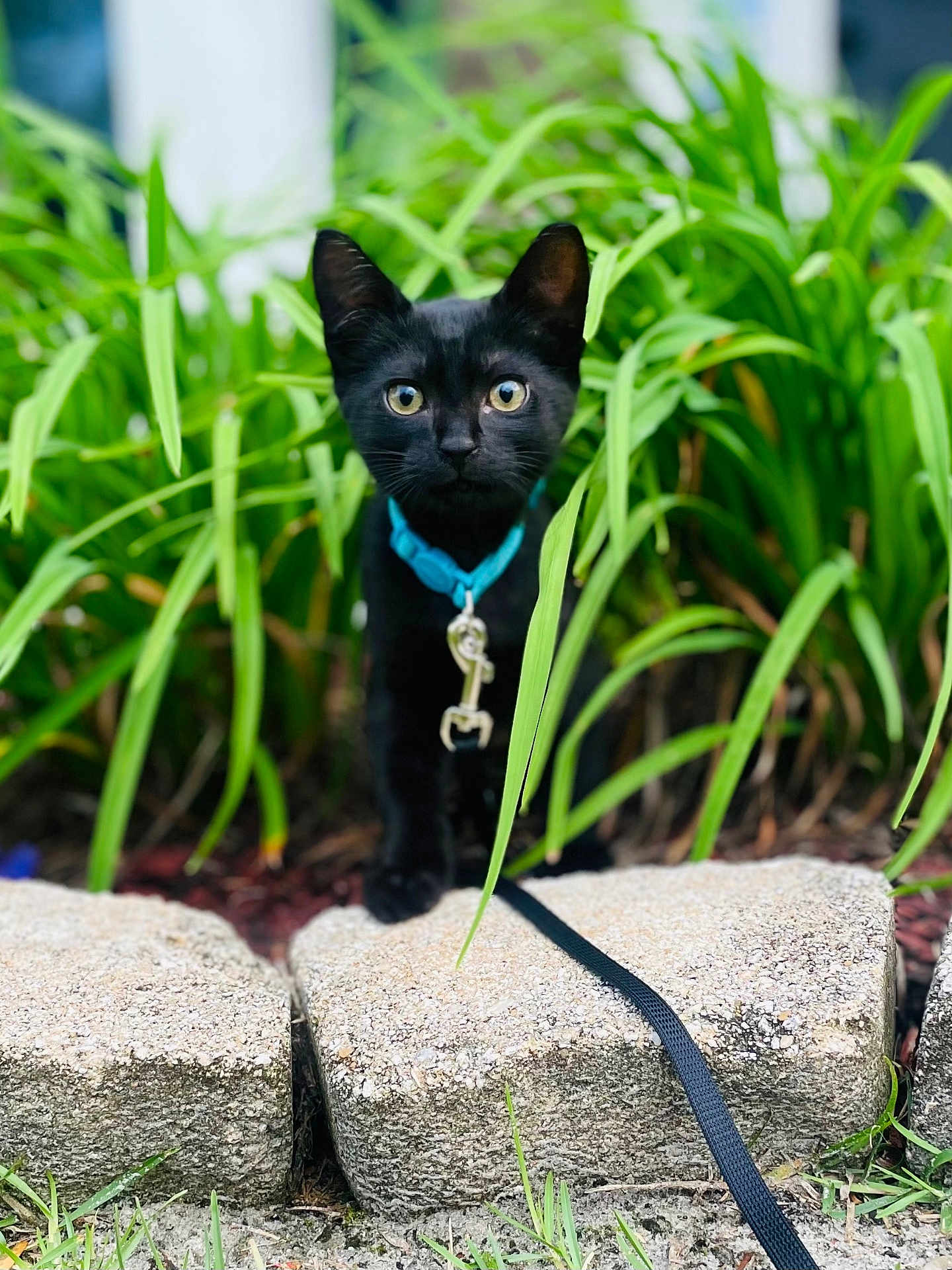 Mr. Whiskers