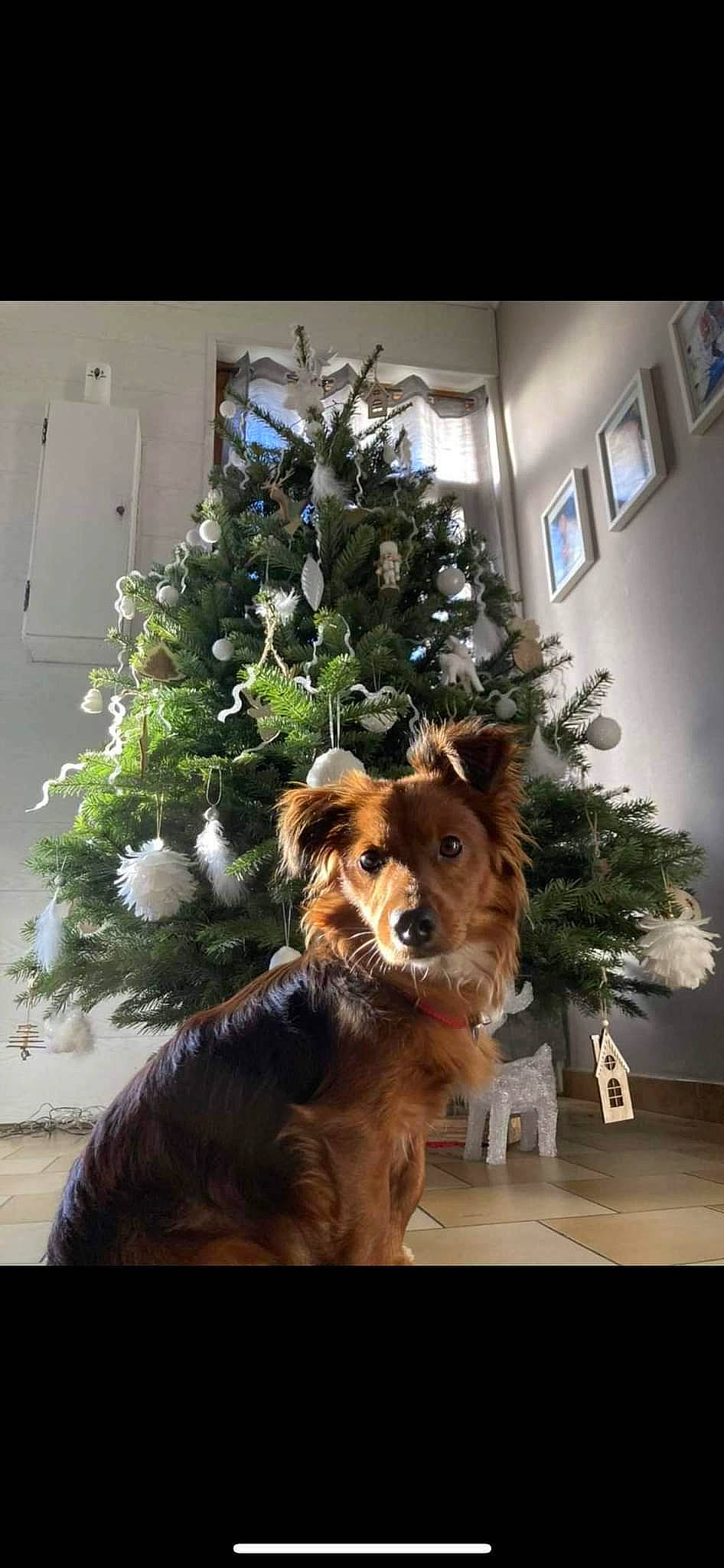 Sam a rejoint le concours — aidez-le/la à gagner de superbes lots ! carnivore, chair, christmas_decoration, christmas_ornament, christmas_tree, companion_dog, dog, dog_breed, event, evergreen, flowerpot, holiday, houseplant, ornament, picture_frame, plant, tree, twig, window, wood