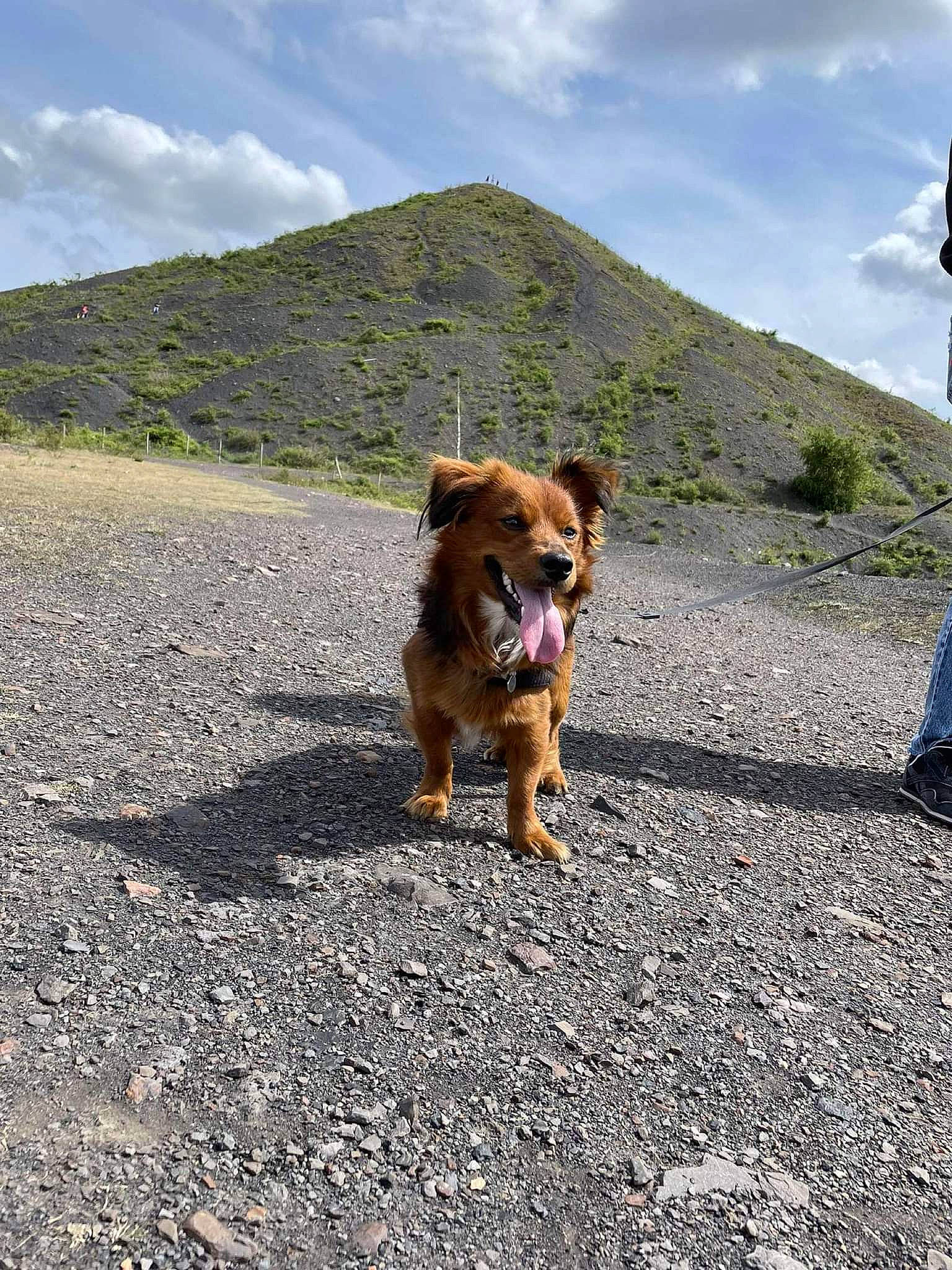 Sam a rejoint le concours — aidez-le/la à gagner de superbes lots ! adventure, asphalt, carnivore, cloud, companion_dog, dog, dog_breed, fawn, hill, landscape, leash, mountain, plant, road, road_surface, sky, snout, tail, travel, walking