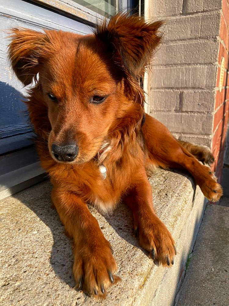 Sam a rejoint le concours — aidez-le/la à gagner de superbes lots ! brick, brickwork, canidae, carnivore, companion_dog, dog, dog_breed, fawn, fur, liver, mortar, puppy, sporting_group, terrestrial_animal, whiskers, working_animal, working_dog