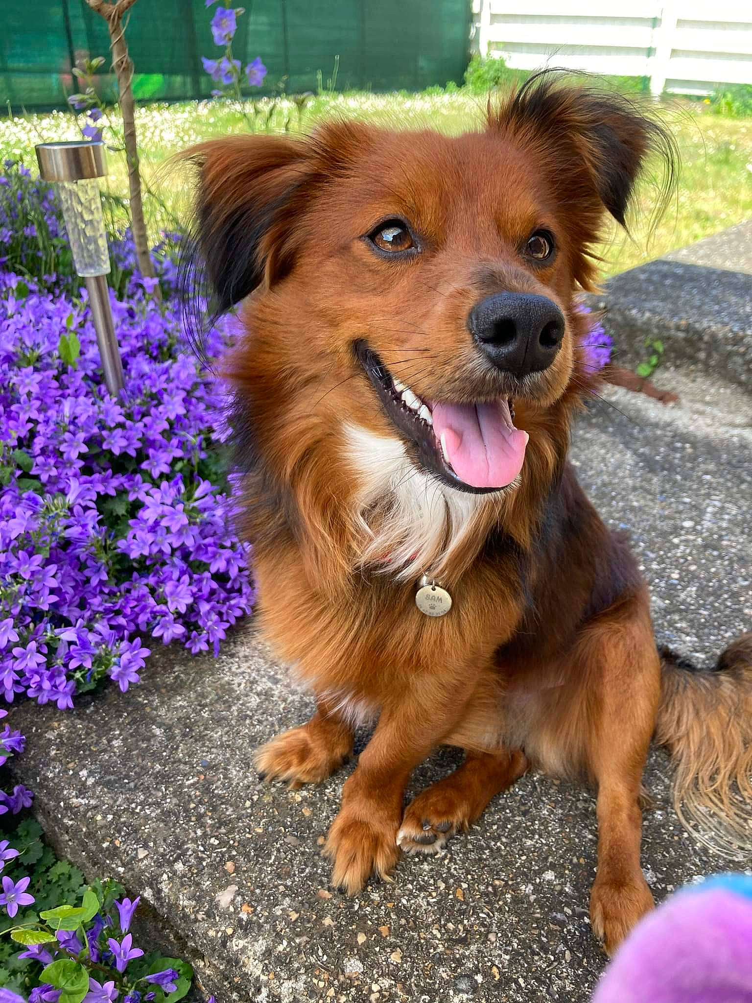 Sam participe au concours pour gagner de l'argent avec cette photo : annual_plant, canidae, carnivore, collar, companion_dog, dog, dog_breed, dog_supply, fashion_accessory, fawn, flower, grass, groundcover, leash, liver, petal, plant, snout, sporting_group, whiskers