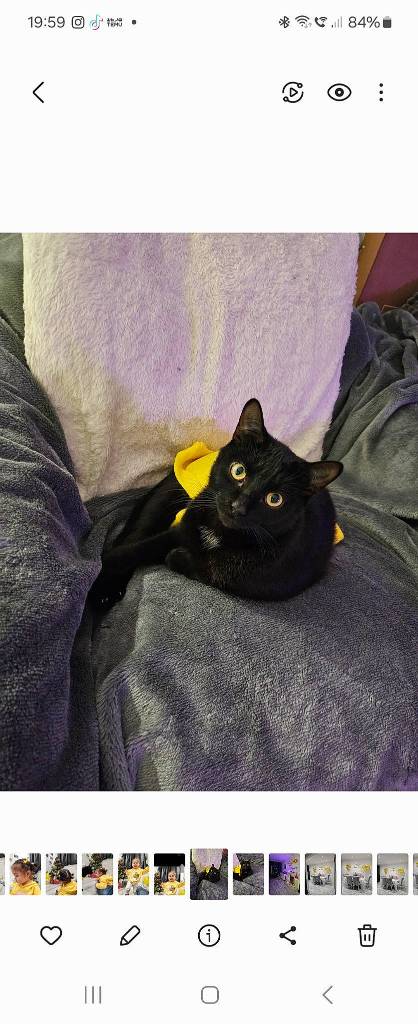 Toby joined the competition — help win amazing prizes! bag, bedding, black_cat, blanket, bombay, carnivore, cat, comfort, domestic_short_haired_cat, electric_blue, felidae, fur, grey, linens, sleeve, small_to_medium_sized_cats, snout, whiskers