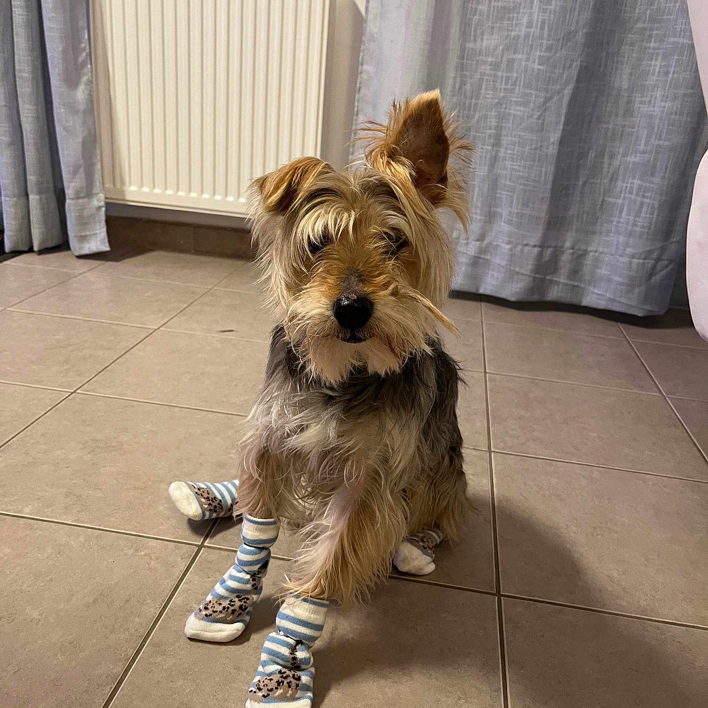 Roucky a rejoint le concours — aidez-le/la à gagner de superbes lots ! animal, canine, clothing, device, dog, dogbed, footwear, hardwood, indoors, interiordesign, person, pet, puppy, runningshoe, shoe, sitting, sneaker, terrier, walkingdog, wood