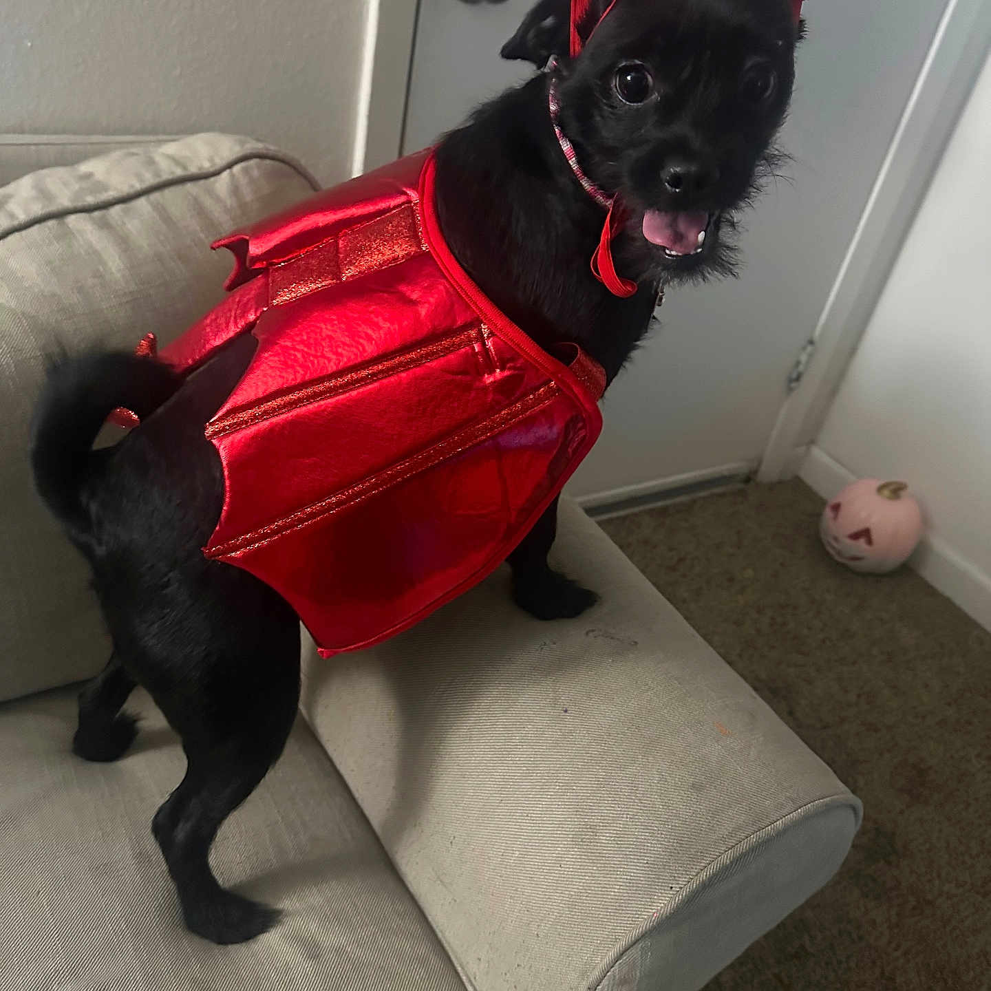 Reba Fancy Hollis is registered to the contest to win money with this photo: animal, black_dog, carpet, costume, couch, cute, devil_costume, dog, door, halloween, holiday, indoor, living_room, pet, pet_accessory, playful, pumpkin, red, small_dog, standing