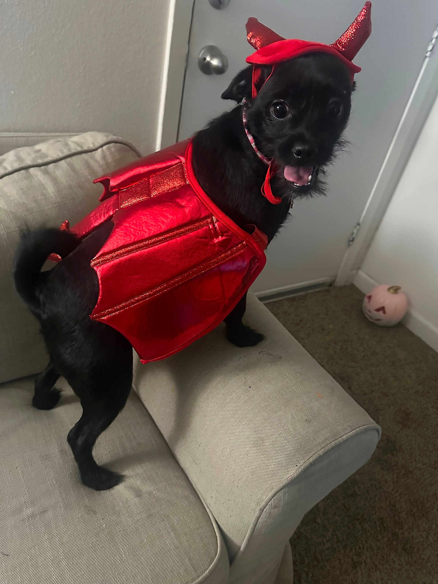 Reba Fancy Hollis is registered to the contest to win money with this photo: dog, black_dog, costume, devil_costume, red, pet, couch, living_room, door, pumpkin, carpet, indoor, animal, cute, playful, holiday, halloween, pet_accessory, small_dog, standing