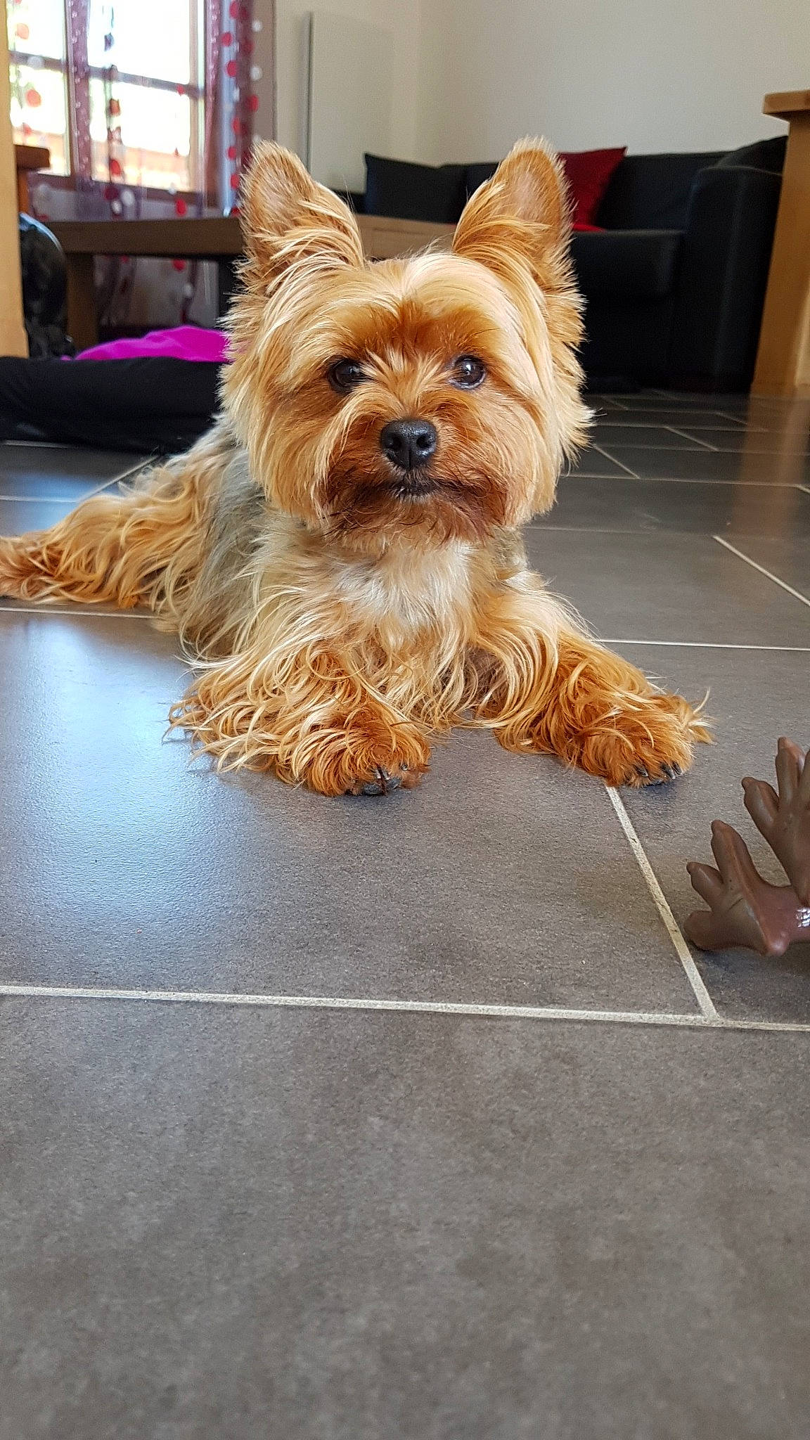 Jehna a rejoint le concours — aidez-le/la à gagner de superbes lots ! australian_silky_terrier, australian_terrier, biewer_terrier, cairn_terrier, canidae, carnivore, companion_dog, dog, dog_breed, mammal, norwich_terrier, puppy, rare_breed_dog, small_terrier, snout, terrier, toy_dog, vertebrate, yorkipoo, yorkshire_terrier