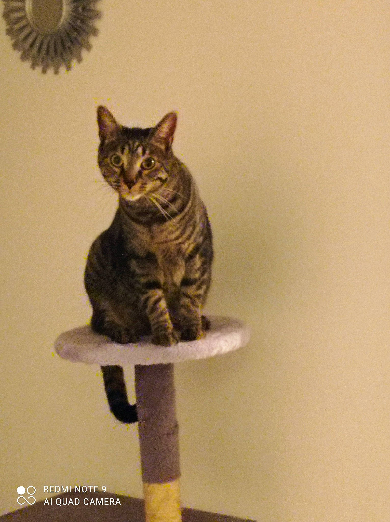 Roger participe au concours pour gagner de l'argent avec cette photo : art, carnivore, cat, cat_furniture, cat_supply, domestic_short_haired_cat, felidae, fur, grey, paw, pet_supply, sitting, small_to_medium_sized_cats, snout, tail, terrestrial_animal, whiskers, window, wood