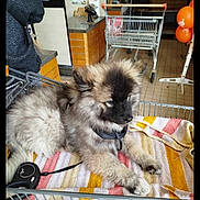 Vaiko a rejoint le concours — aidez-le/la à gagner de superbes lots ! animal, cozy, curious, cute, dog, domestic_animal, floor_tiles, fur, indoor, leash, orange_balloons, pet, puppy, resting, retail, shopping, shopping_cart, store, towel, young_dog
