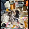animal, cozy, curious, cute, dog, domestic_animal, floor_tiles, fur, indoor, leash, orange_balloons, pet, puppy, resting, retail, shopping, shopping_cart, store, towel, young_dog