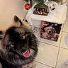 Vaiko a rejoint le concours — aidez-le/la à gagner de superbes lots ! advent_calendar, black_and_brown, canine, celebration, christmas, christmas_tree, cute, decorations, dog, festive, fluffy, fur, holiday, indoor, nativity_scene, ornaments, pet, smiling, tile_floor, tongue_out