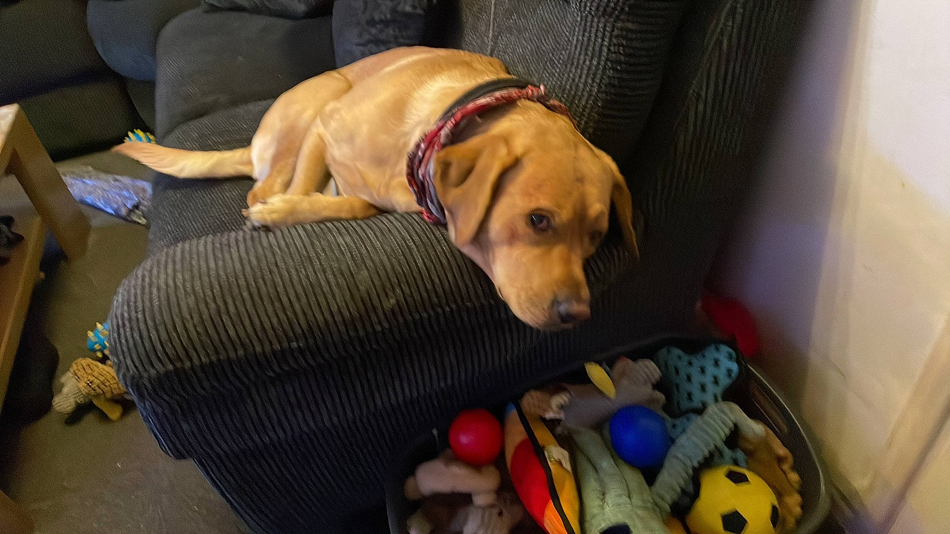 Astro is registered to the contest to win money with this photo: ball, canidae, carnivore, collar, comfort, companion_dog, dog, dog_bed, dog_breed, dog_collar, dog_supply, dog_toy, fawn, flooring, fur, pet_supply, snout, sporting_group, toy, working_animal