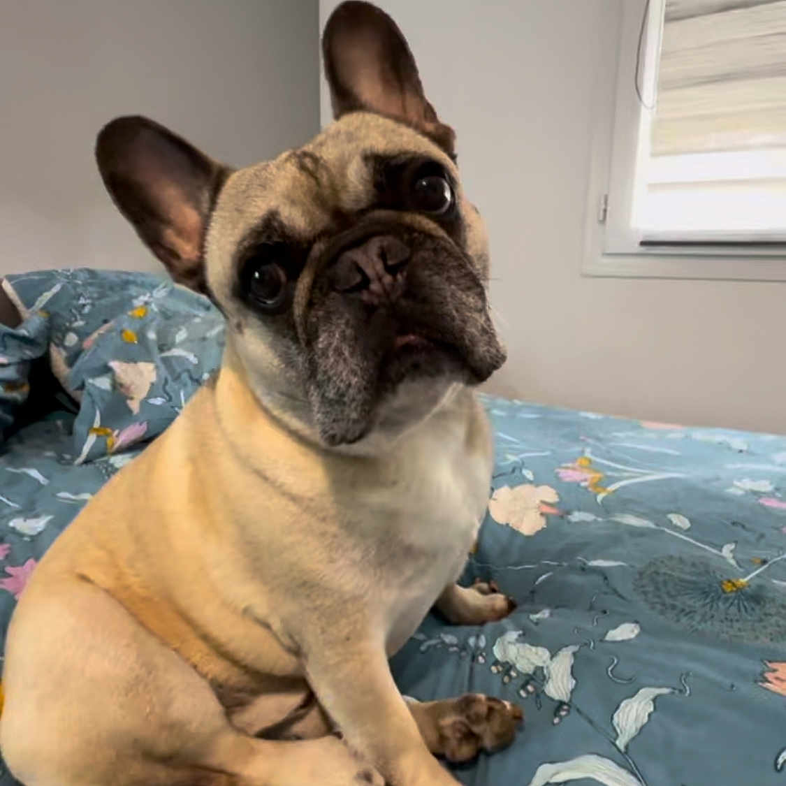 Nino participe au concours pour gagner de l'argent avec cette photo : animal, bed, blanket, bulldog, canine, dog, dogbed, frenchbulldog, furniture, pet, pitbull, pug, puppy, snout