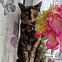 Pippa is registered to the contest to win money with this photo: cat, tortoiseshell_cat, flower, bouquet, windowsill, curtain, butterfly_pattern, indoor, pet, animal, feline, collar, bell, plant, window, decor, colorful, nature, sitting, closeup