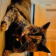 Pippa joined the competition — help win amazing prizes! cat, tortoiseshell, indoor, floor, wooden_floor, pet, animal, feline, whiskers, curious, closeup, fur, eyes, domestic, home, cozy, relaxed, playful, blurred_background, collar