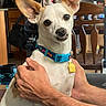 background, blue_collar, companion, cute, dog, domestic_animal, friendly, furniture, hands, holding, indoor, kitchen, large_ears, pet, portrait, small_dog, table, tag, white_dog, wooden_chair