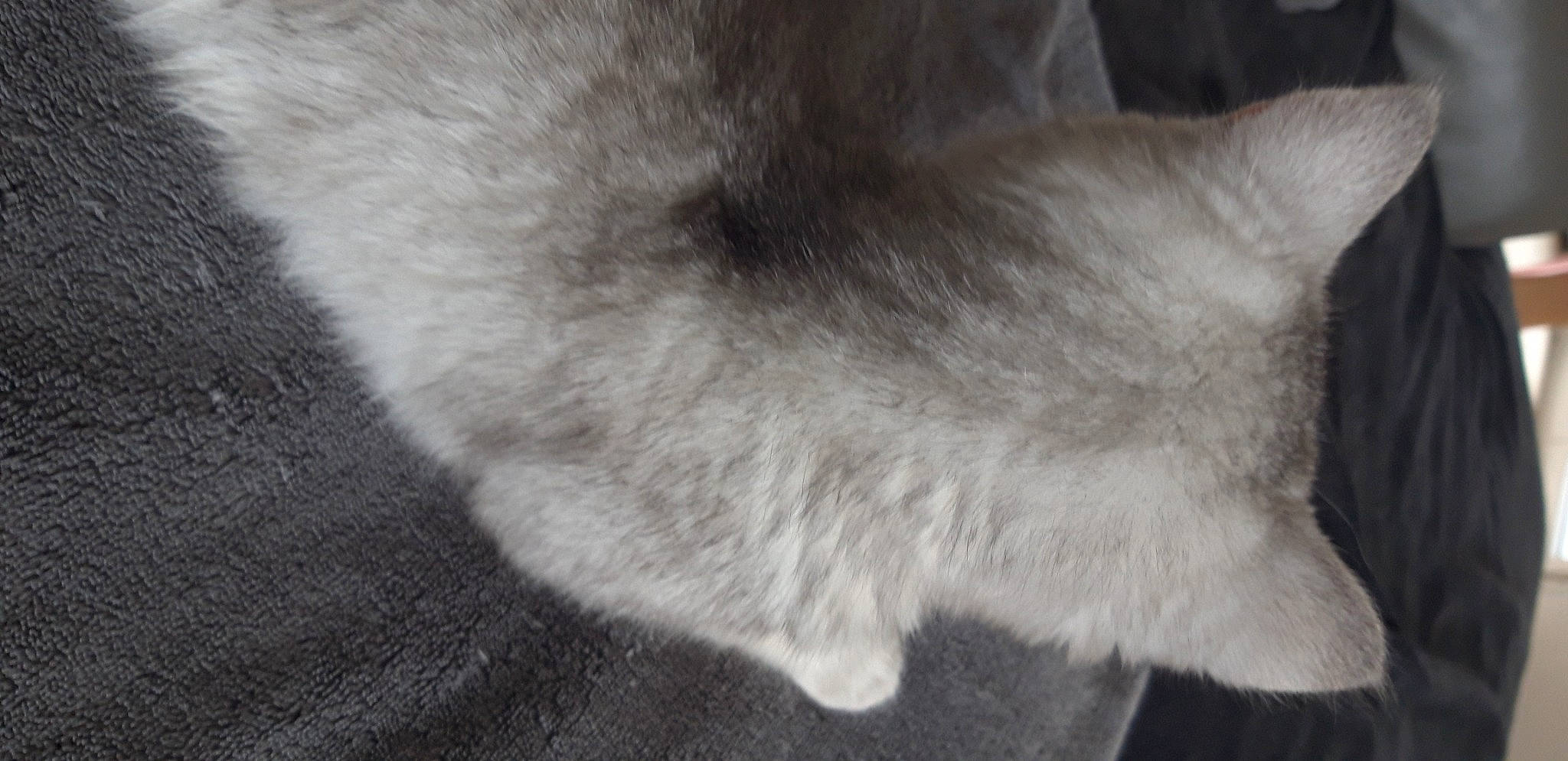 Grizou participe au concours pour gagner de l'argent avec cette photo : canidae, carnivore, cat, claw, dog_breed, domestic_short_haired_cat, felidae, flooring, foot, fur, grey, human_leg, monochrome, monochrome_photography, paw, small_to_medium_sized_cats, snout, sporting_group, tail, whiskers