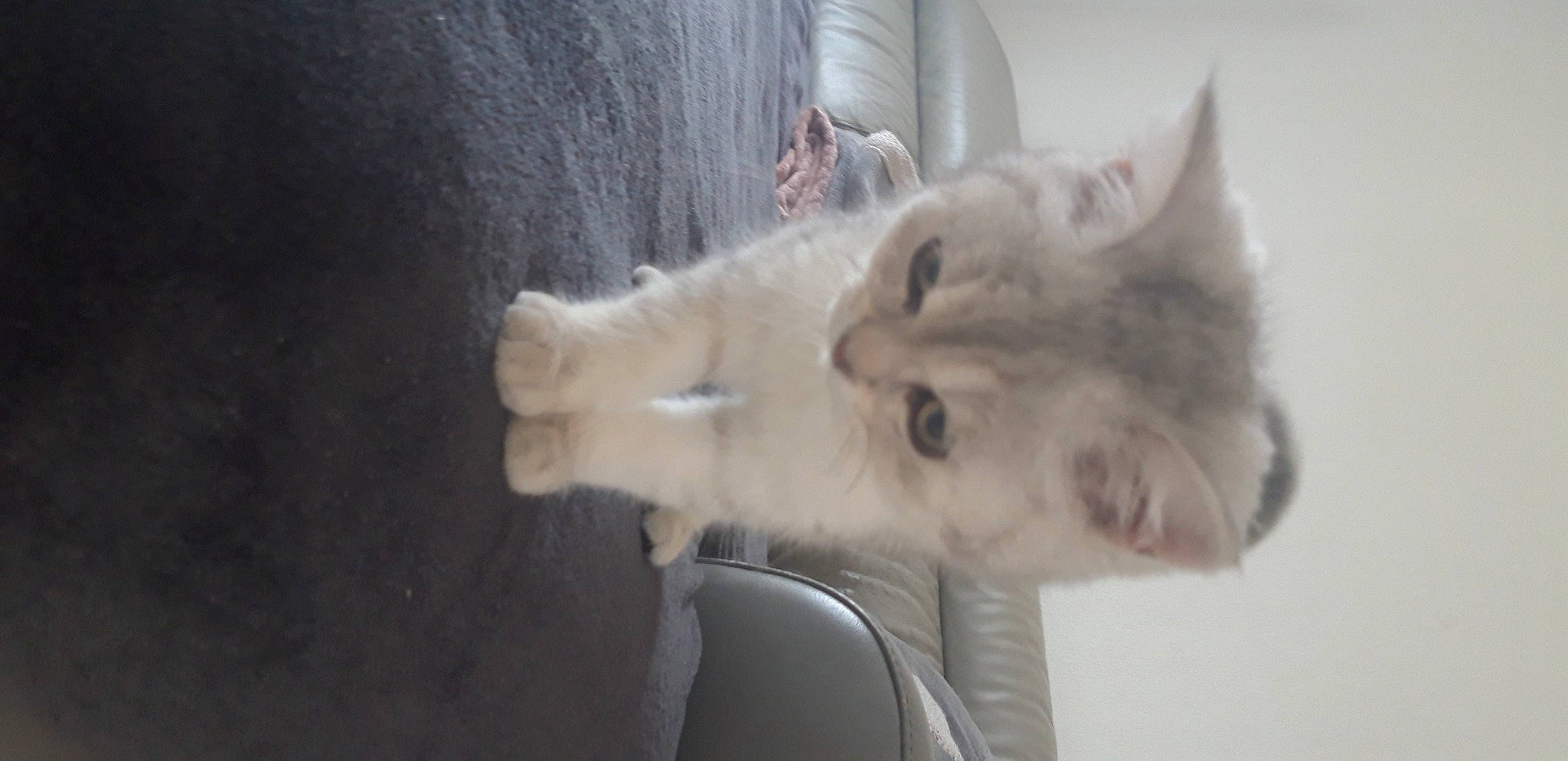 Grizou participe au concours pour gagner de l'argent avec cette photo : british_longhair, canidae, carnivore, cat, claw, comfort, dog_breed, domestic_short_haired_cat, ear, fawn, felidae, fur, gesture, grey, paw, small_to_medium_sized_cats, snout, tail, whiskers