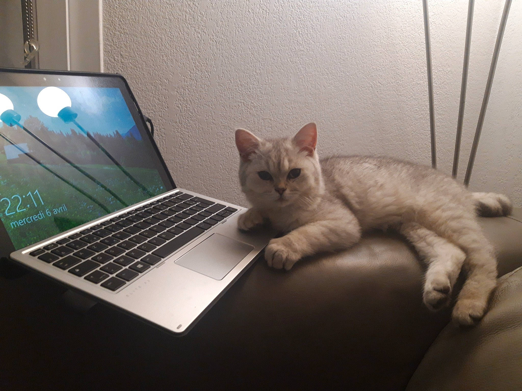 Grizou a rejoint le concours — aidez-le/la à gagner de superbes lots ! carnivore, cat, comfort, computer, computer_hardware, felidae, flat_panel_display, gadget, input_device, laptop, netbook, office_equipment, output_device, peripheral, personal_computer, small_to_medium_sized_cats, space_bar, tail, touchpad, whiskers