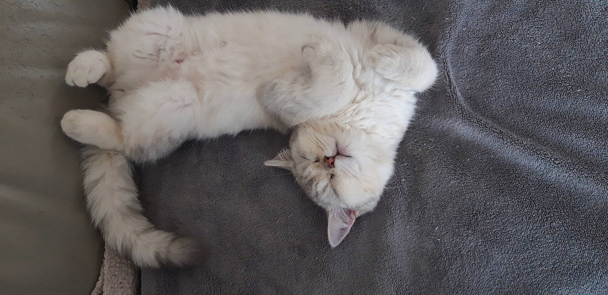 Grizou participe au concours pour gagner de l'argent avec cette photo : canidae, carnivore, cat, claw, comfort, companion_dog, dog_breed, fawn, felidae, fur, nap, paw, small_to_medium_sized_cats, sporting_group, tail, whiskers