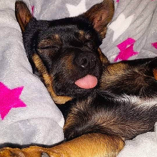 Bamboo participe au concours pour gagner de l'argent avec cette photo : canidae, carnivore, companion_dog, dog, dog_breed, ear, english_toy_terrier, mammal, miniature_pinscher, nap, nose, paw, prazsky_krysarik, puppy, puppy_love, snout, toy_dog, vertebrate