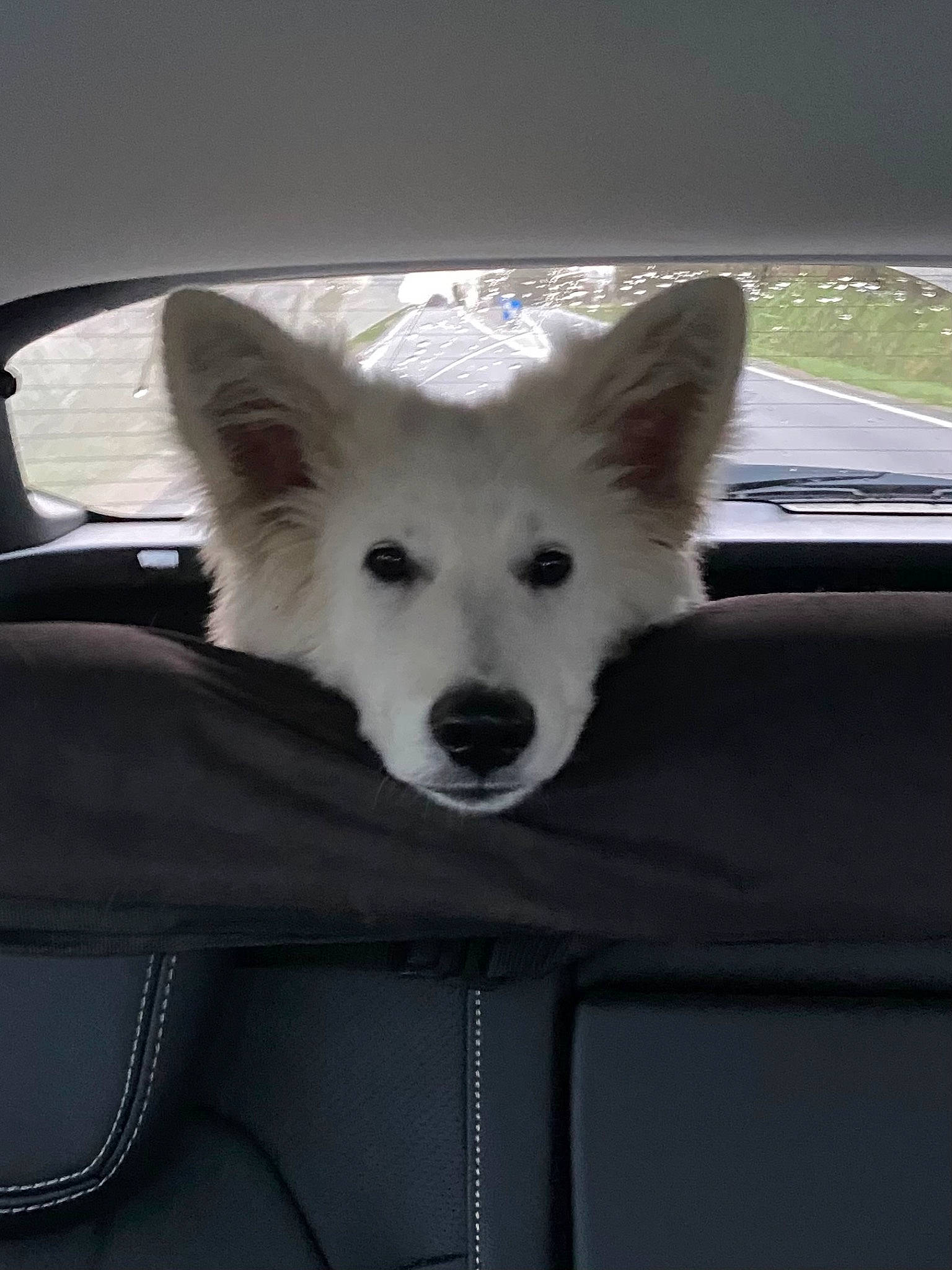 Kobby participe au concours pour gagner de l'argent avec cette photo : automotive_exterior, car, carnivore, companion_dog, dog, dog_breed, door, flooring, fur, herding_dog, hood, snout, sporting_group, terrestrial_animal, tints_and_shades, vehicle, whiskers, window, windshield, working_animal