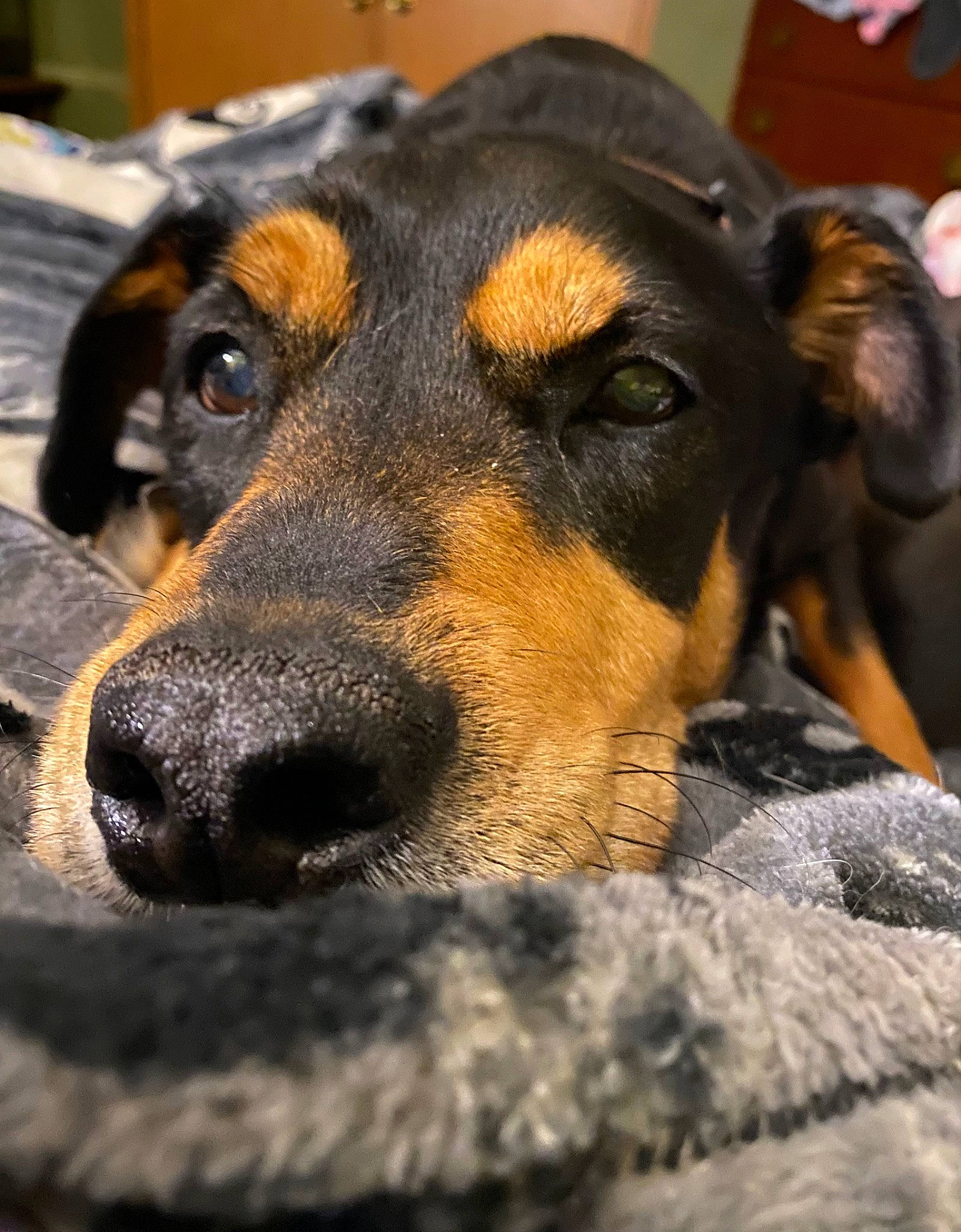 Cam joined the competition — help win amazing prizes! austrian_black_and_tan_hound, canidae, carnivore, companion_dog, dog, dog_breed, fur, guard_dog, hellenikos_ichnilatis, paw, plant, rottweiler, snout, sporting_group, whiskers, working_dog