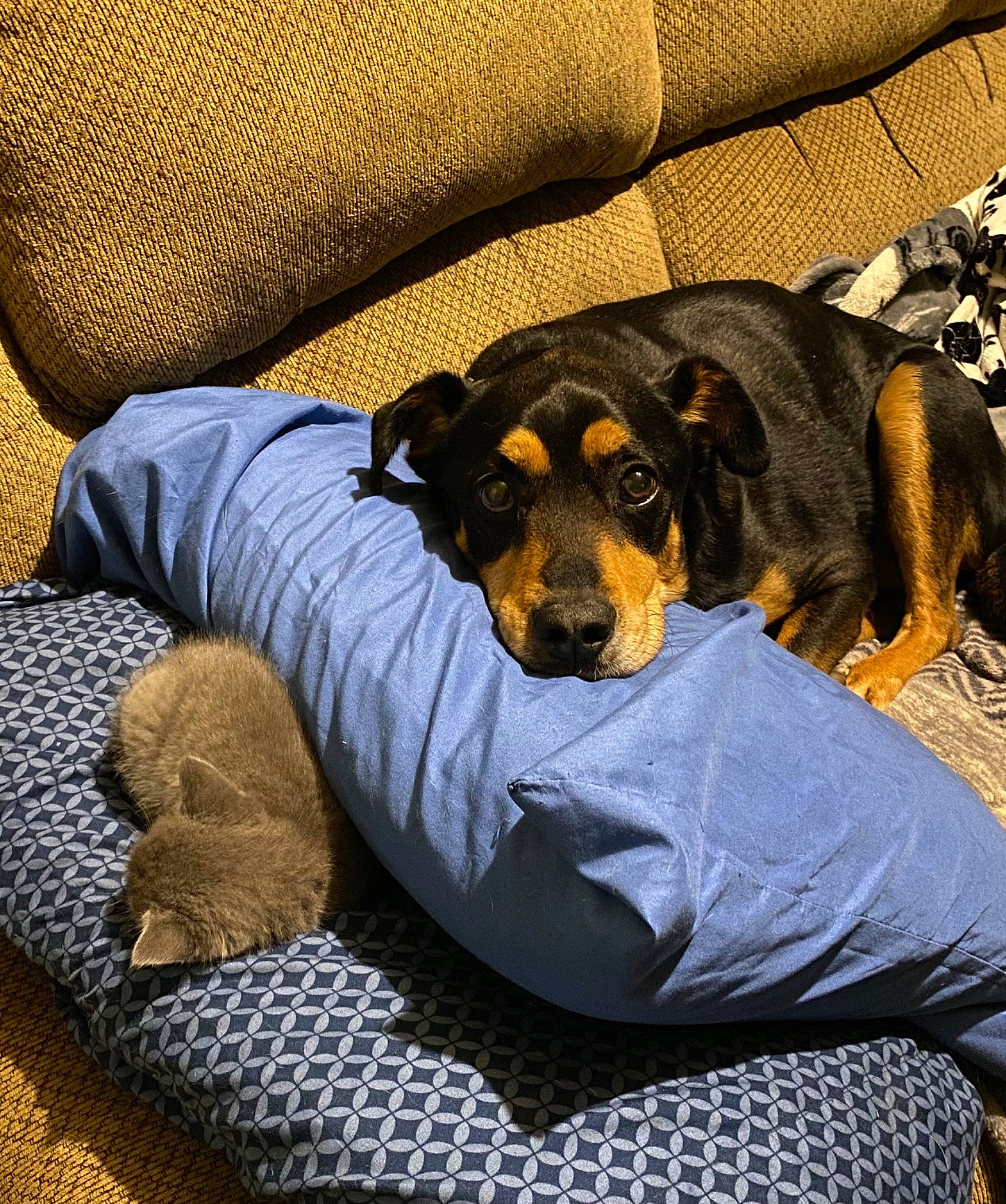 Cam is registered to the contest to win money with this photo: canidae, carnivore, comfort, companion_dog, couch, dog, dog_breed, dog_supply, fur, guard_dog, linens, nap, pinscher, sleep, sporting_group, terrestrial_animal, tints_and_shades, toy_dog, working_animal, working_dog