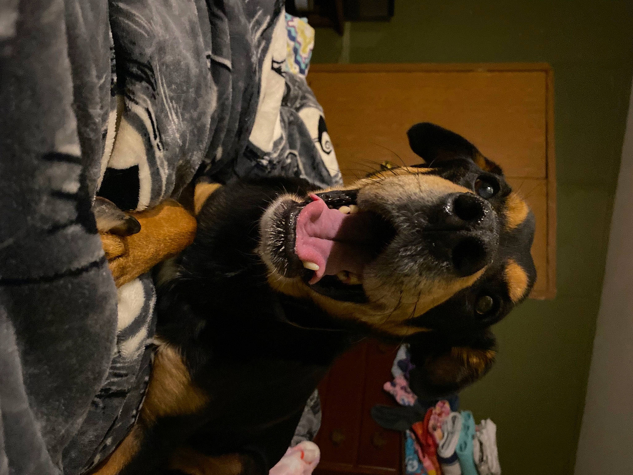 Cam joined the competition — help win amazing prizes! canidae, carnivore, companion_dog, dog, dog_breed, dog_clothes, fawn, fur, hat, leash, mask, non_sporting_group, personal_protective_equipment, sporting_group, whiskers, working_animal