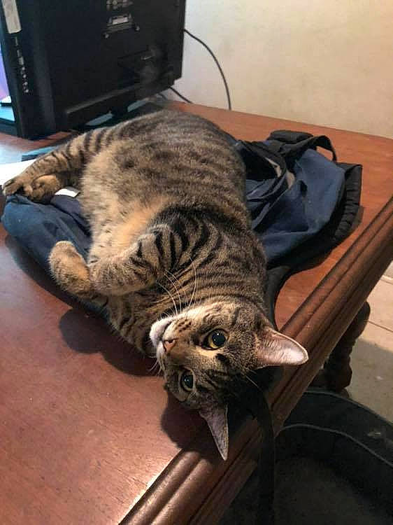 Poptart joined the competition — help win amazing prizes! carnivore, cat, comfort, computer_keyboard, computer_monitor, domestic_short_haired_cat, felidae, floor, flooring, fur, hardwood, home_appliance, small_to_medium_sized_cats, snout, sporting_group, tail, television, terrestrial_animal, whiskers, wood