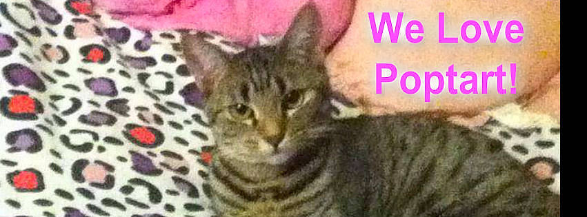 Poptart is registered to the contest to win money with this photo: carnivore, cat, felidae, font, fur, magenta, organism, photo_caption, sharing, small_to_medium_sized_cats, snout, terrestrial_animal, whiskers, wildlife