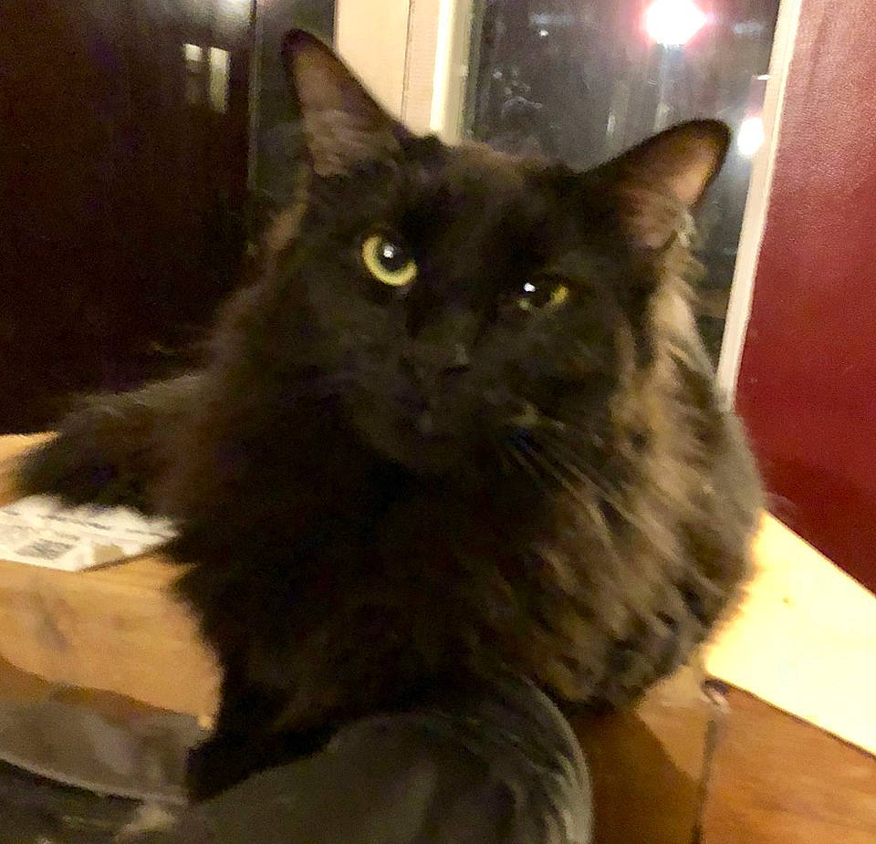 Squint is registered to the contest to win money with this photo: black_cat, box, carnivore, cat, cat_supply, claw, comfort, domestic_short_haired_cat, felidae, flooring, fur, hardwood, iris, small_to_medium_sized_cats, snout, tail, terrestrial_animal, whiskers, window, wood