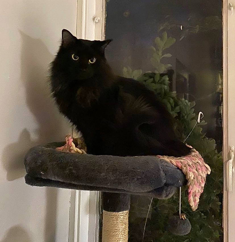 Squint is registered to the contest to win money with this photo: art, black_cat, carnivore, cat, claw, domestic_short_haired_cat, felidae, fur, grey, pet_supply, rectangle, sitting, small_to_medium_sized_cats, tail, whiskers, window, wood