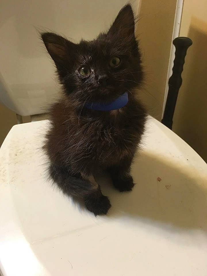 Squint is registered to the contest to win money with this photo: black_cat, bombay, carnivore, cat, cat_supply, claw, comfort, domestic_short_haired_cat, eye, felidae, fur, paw, pet_supply, small_to_medium_sized_cats, snout, tail, terrestrial_animal, whiskers