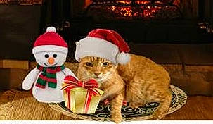 Pumpkin joined the competition — help win amazing prizes! cat, cat_like_mammal, christmas, christmas_decoration, christmas_ornament, holiday, kitten, person, plush, small_to_medium_sized_cats, whiskers