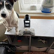 Princess Lola is registered to the contest to win money with this photo: accessories, animal, bag, cabinet, canine, clothing, computer, desk, dog, drawer, electronics, footwear, furniture, handbag, helmet, pet, shoe, sphere, table, tabletop