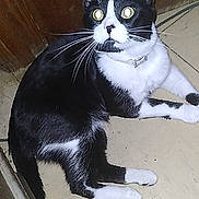 Mickey is registered to the contest to win money with this photo: alert, animal, black_and_white, cat, collar, curious, domestic_cat, eyes, feline, floor, fur, house, indoor, paw, pet, sitting, tile, tuxedo_cat, whiskers, wooden_door