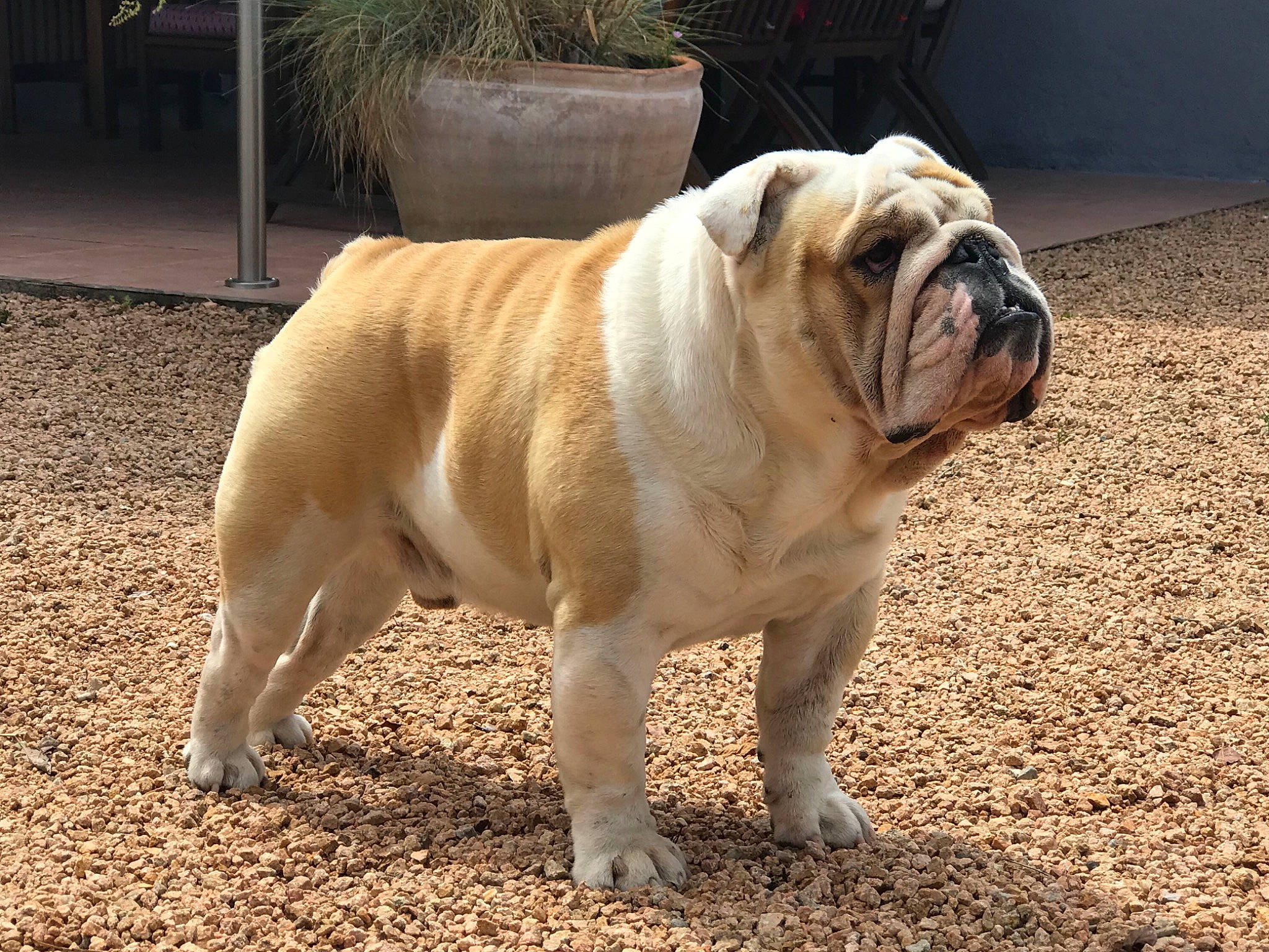 Parker a rejoint le concours — aidez-le/la à gagner de superbes lots ! ancient_dog_breeds, bulldog, canidae, carnivore, comfort, companion_dog, dog, dog_breed, fawn, flowerpot, grass, houseplant, non_sporting_group, plant, snout, sporting_group, terrestrial_animal, toy_dog, white_english_bulldog, wrinkle