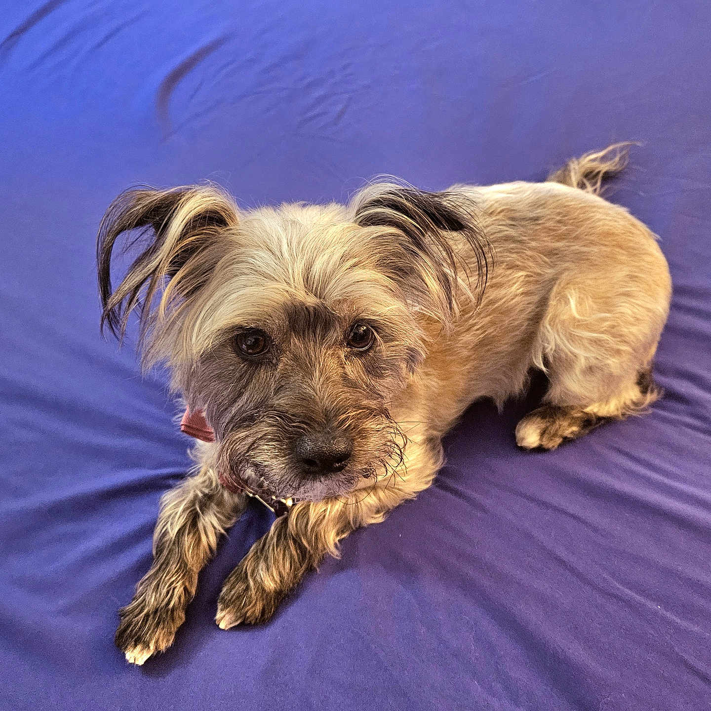 Missy joined the competition — help win amazing prizes! animal, canine, closeup, collar, comfortable, cute, dog, domestic_animal, ears, fur, indoor, laying_down, looking_up, mammal, paws, pet, portrait, purple_blanket, scruffy, whiskers