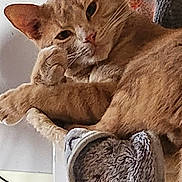 Max is registered to the contest to win money with this photo: cat, orange_tabby, pet, animal, feline, relaxed, indoor, plush_bed, cozy, fur, whiskers, ears, paw, resting, cute, domestic, portrait, close_up, home, curious