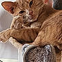 cat, orange_tabby, pet, animal, feline, relaxed, indoor, plush_bed, cozy, fur, whiskers, ears, paw, resting, cute, domestic, portrait, close_up, home, curious