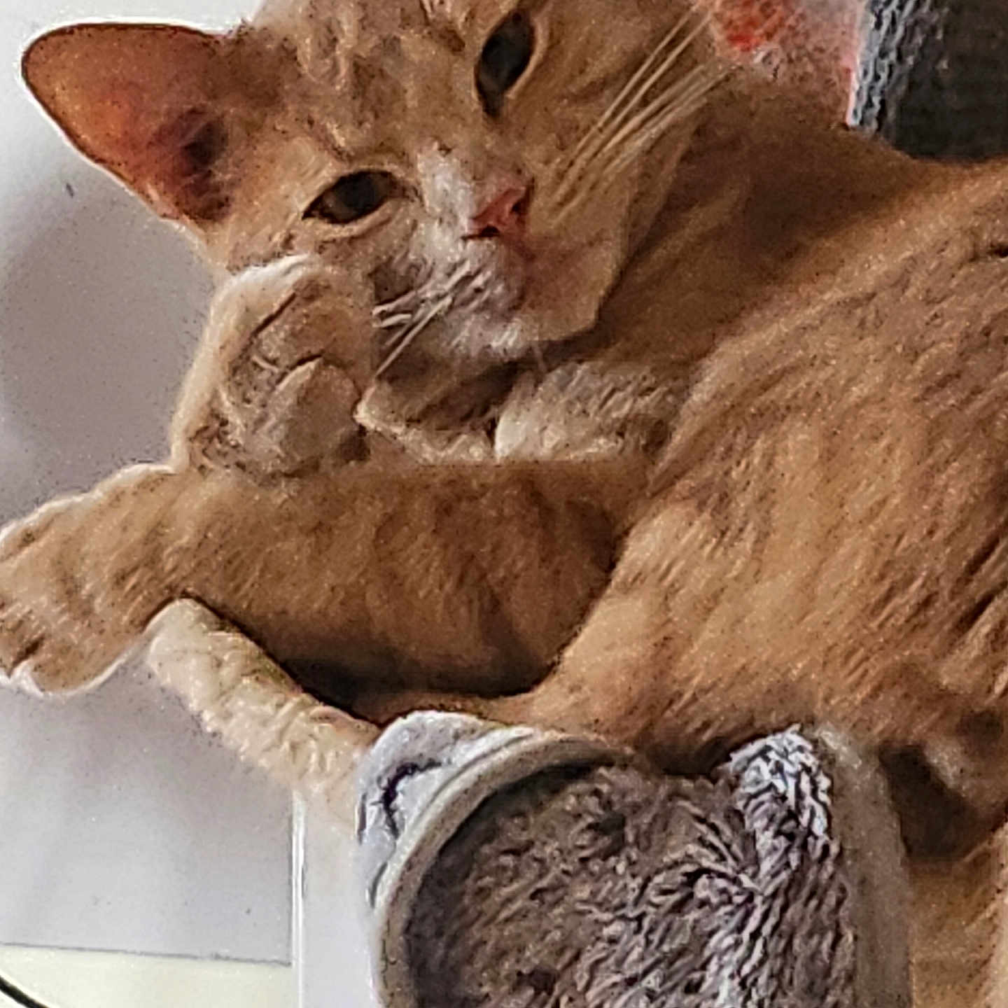 Max is registered to the contest to win money with this photo: animal, cat, close_up, cozy, curious, cute, domestic, ears, feline, fur, home, indoor, orange_tabby, paw, pet, plush_bed, portrait, relaxed, resting, whiskers