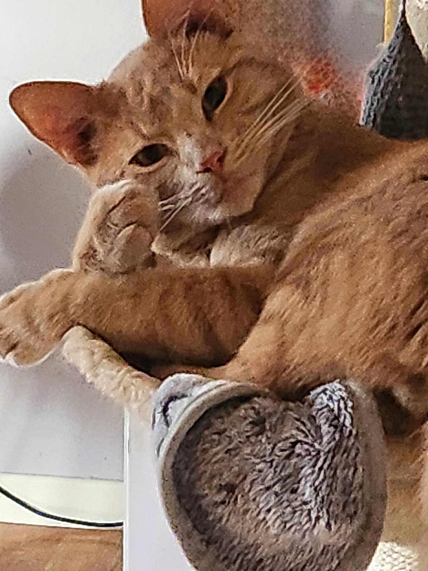 Max is registered to the contest to win money with this photo: cat, orange_tabby, pet, animal, feline, relaxed, indoor, plush_bed, cozy, fur, whiskers, ears, paw, resting, cute, domestic, portrait, close_up, home, curious