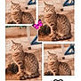 cat, tabby, animal, outdoor, collage, butterfly, heart, doodle, feline, pet, sitting, brown, striped, ground, chair, playful, cute, nature, multiple_images, whimsical