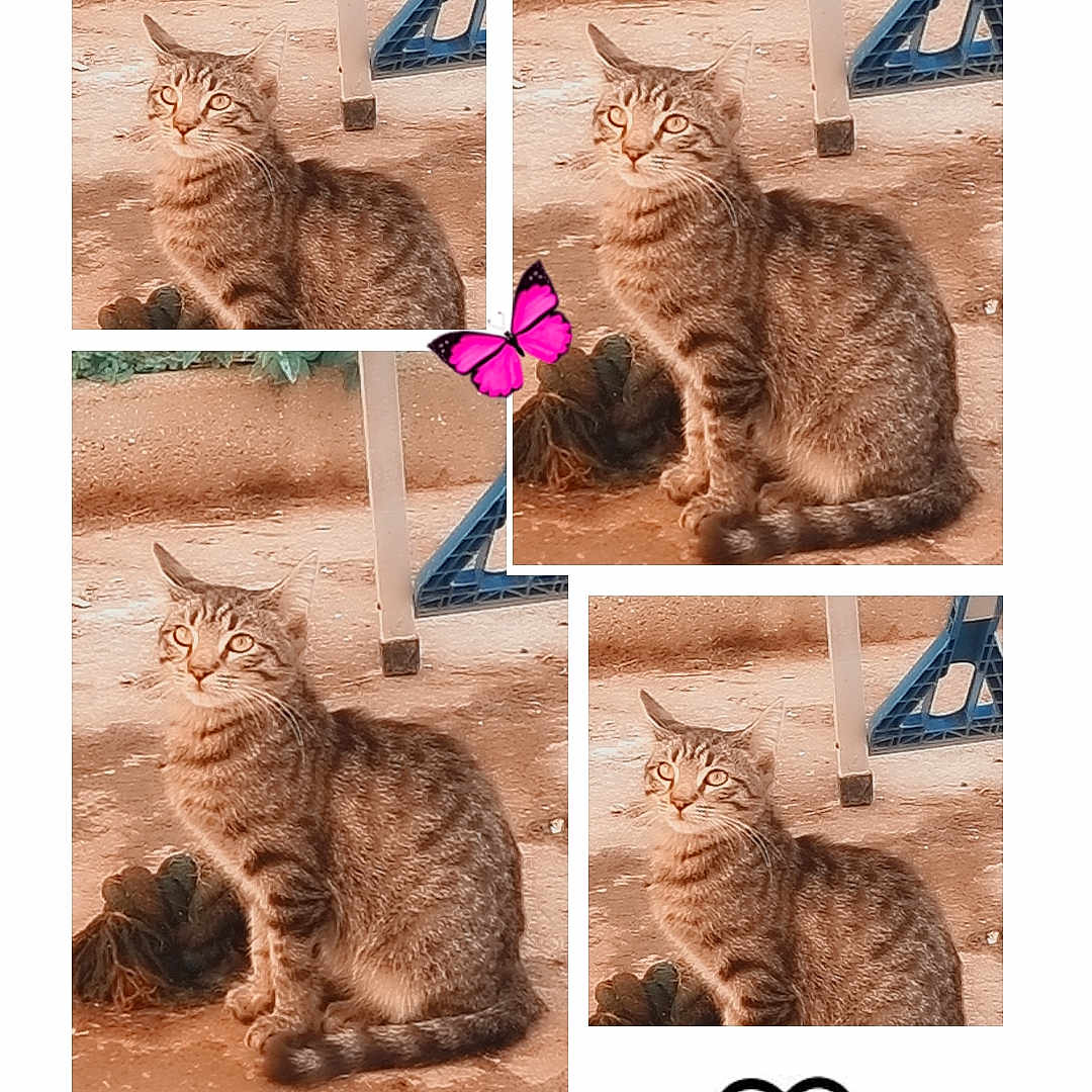 Arès a rejoint le concours — aidez-le/la à gagner de superbes lots ! animal, brown, butterfly, cat, chair, collage, cute, doodle, feline, ground, heart, multiple_images, nature, outdoor, pet, playful, sitting, striped, tabby, whimsical