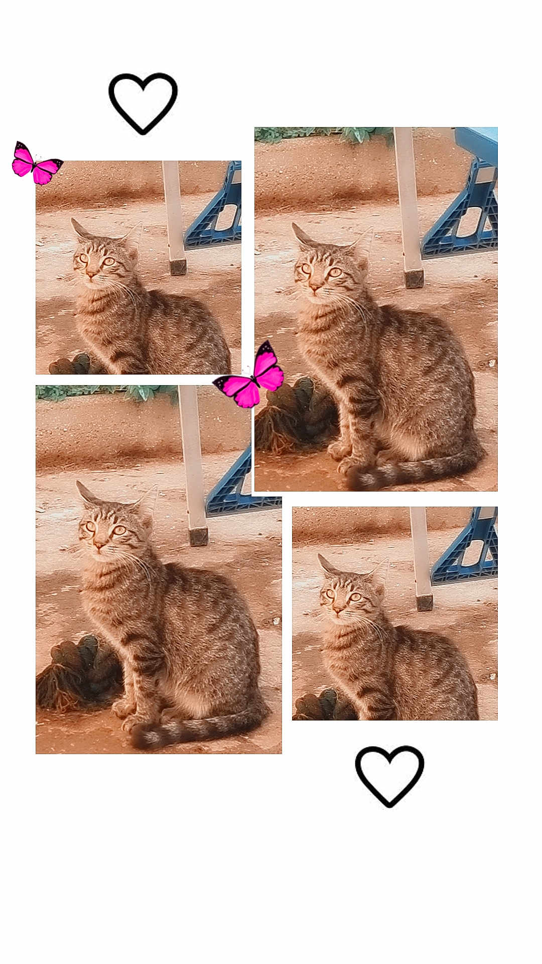 Arès a rejoint le concours — aidez-le/la à gagner de superbes lots ! cat, tabby, animal, outdoor, collage, butterfly, heart, doodle, feline, pet, sitting, brown, striped, ground, chair, playful, cute, nature, multiple_images, whimsical