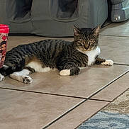 Sneakers is registered to the contest to win money with this photo: cat, tabby, white_paws, indoor, floor, tile, couch, furniture, cup, relaxed, pet, animal, resting, home, domestic, mammal, striped, looking, laying, quiet