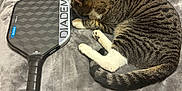 Sneakers is registered to the contest to win money with this photo: cat, tabby_cat, pet, animal, feline, bed, blanket, furniture, paddle, pickleball_paddle, striped, gray, white, resting, indoor, wood, drawer, handle, soft, cozy