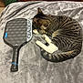 cat, tabby_cat, pet, animal, feline, bed, blanket, furniture, paddle, pickleball_paddle, striped, gray, white, resting, indoor, wood, drawer, handle, soft, cozy