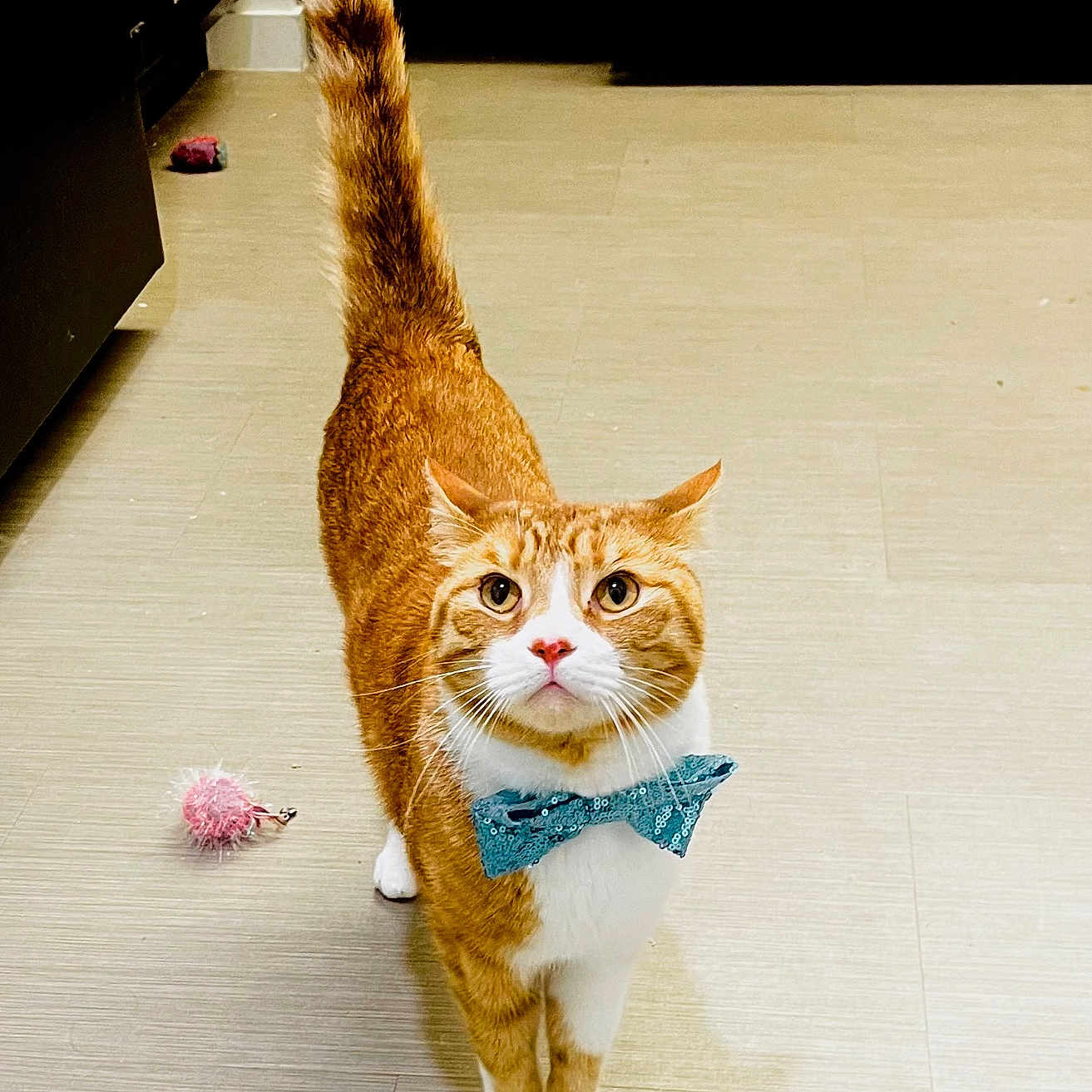 Frankie joined the competition — help win amazing prizes! adorable, animal, bow_tie, cat, curious_eyes, cute, domestic_cat, feline, fur, indoor, looking_up, orange_cat, pet, pet_toy, playful, standing, tail_up, tile_floor, whiskers, white_paws