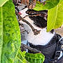 Oreo participe au concours pour gagner de l'argent avec cette photo : cat, black_and_white, leaves, branches, outdoor, pet, curious, harness, nature, green, animal, close_up, exploration, whiskers, eye, fur, side_view, small_animal, plant, texture